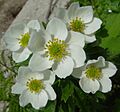 Anemone narcissiflora in Mount Tsubakuro 2002-07-27