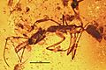 Anochetus intermedius BMNHP-II33 01