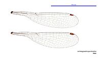 Archiargiolestes pusillissimus male wings (34787843456)