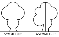 Symmetry Facts for Kids