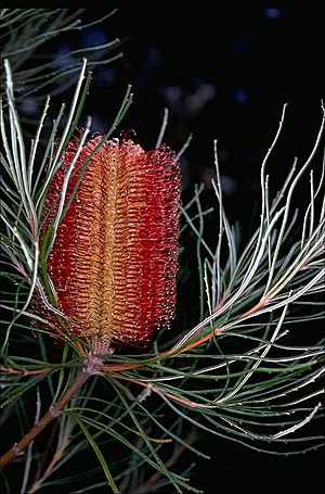 Banksia occidentalis.jpg