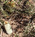 Banksia scabrella flattish2 burmard