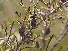 Beaufortia micrantha (leaves, fruits)