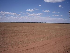 BirregoWheatCountry
