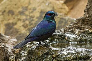 Black-bellied Glossy-Starling - Mkuze - Natal S4E8977 (22775346556).jpg