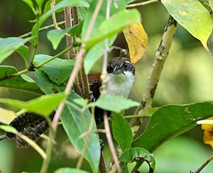 Black-bellied wren Facts for Kids