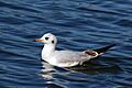 Black-headed gull first winter