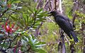 Black Currawong, Cradle Mountain
