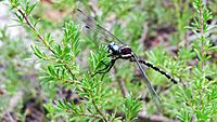 Black n white dragonfly cheek (15636163754)