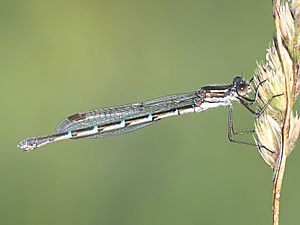 Blue Ringtail, Austrolestes annulosus, female.jpg