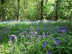 Bluebells in Hildersham Wood - geograph.org.uk - 430947