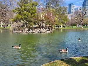 Boston Public Garden Pond and Geese
