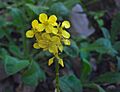 Brassica nigra
