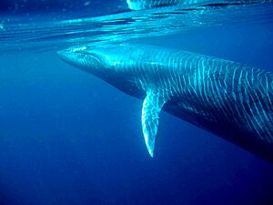 Bryde´s whale