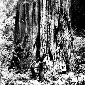 Burnham sequoia 1908
