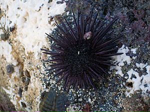 California Purple Sea Urchin