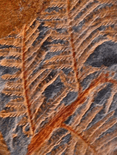 Callipteridium fossil cropped