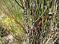 Calothamnus longissimus (fruits)