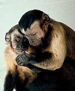 Capuchin monkeys sharing