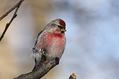 Carduelis flammea CT6.jpg