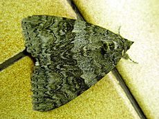 Catocala.nupta-moth7-30.07.06