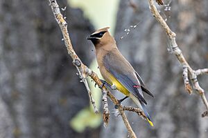 Cedar waxwing - 52336515239