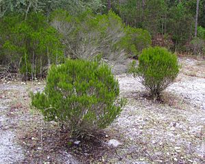 Ceratiola ericoides bushes.jpg