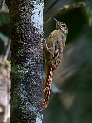 Certhiasomus stictolaemus Spot-throated Woodcreeper; Presidente Figueiredo, Amazonas, Brazil.jpg