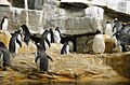 Chicago - Shedd aquarium (2379489501)