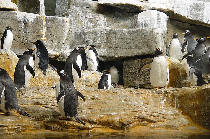 Chicago - Shedd aquarium (2379489501)