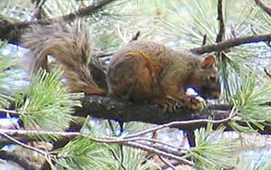 Chiricahua fox squirrel.jpg