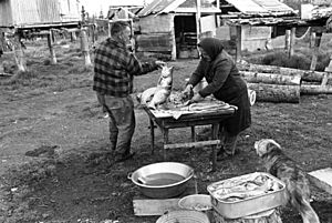Cleaning fish in Alaska 1975