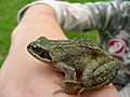 Common frog (15834577577)