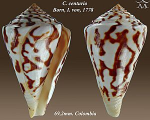Conus centurio 2.jpg