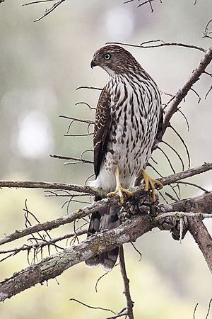 Cooper's Hawk, Accipiter cooperii, juvenile