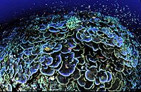 Coral at Jarvis Island National Wildlife Refuge.jpg