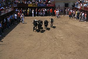 Coria bull-running square