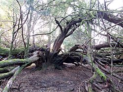 Craigends Yew grove, Houston, Renfrewshire - tree bole and trunks