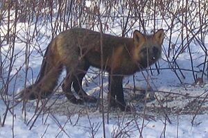 Cross fox in Ester Alaska