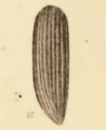 Cryptohypnus terrestris Scudder 1890 pl2 Fig27