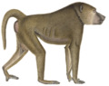 Cynocephalus doguera - 1700-1880 - Print - Iconographia Zoologica - Special Collections University of Amsterdam - (white background)f