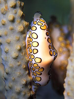 Cyphoma gibbosum (living)