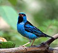 Dacnis cayana