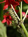 Danaus erippus, larva (caterpillar)
