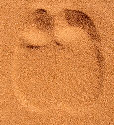 Dromedary Footprint in Sand