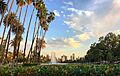 Echo park lake with lotus flowers and Los Angeles skyline in the background
