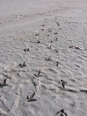 Emu tracks on salt lake