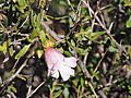 Eremophila spinescens (leaves and flowers)