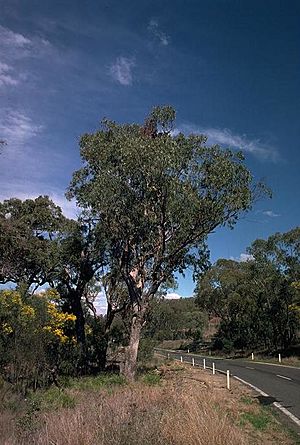 Eucalyptus malcoxylon.jpg