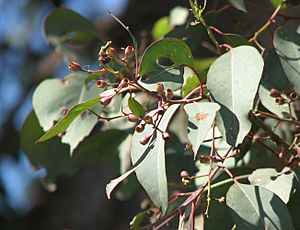 Eucalyptus polyanthemos vestita foliage